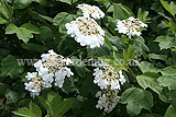 Hydrangea quercifolia (Lace cap hydrangea)