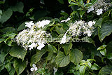 Hydrangea quercifolia (Lace cap hydrangea)