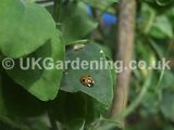 Ladybird (2 spot) on sweet pea
