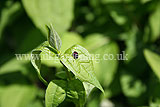 Ladybird (Pine) on philadelphus