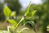 Ladybird (7 spot) on philadelphus