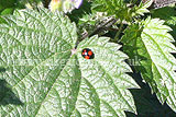 Ladybird (Harlequin) - Harmonia axyridis