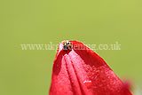 Ladybird (14 spot) on lily