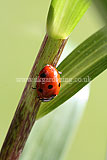 Ladybird (7 spot)