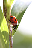 Ladybird (7 spot)