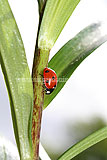 Ladybird (7 spot)