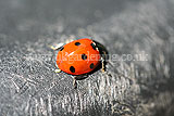 Ladybird (7 spot)