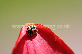 Ladybird (14 spot) on lily