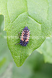 Ladybird larvae