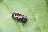 Ladybird larvae