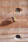 Ladybird (Harlequin) - Harmonia axyridis