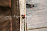 Ladybird (Harlequin) - Harmonia axyridis