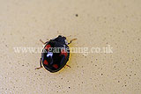 Ladybird (Harlequin) - Harmonia axyridis