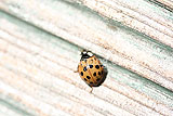 Ladybird (Harlequin) - Harmonia axyridis