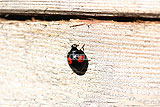 Ladybird (Harlequin) - Harmonia axyridis