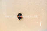 Ladybird (Harlequin) - Harmonia axyridis