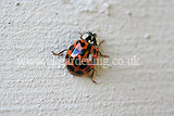 Ladybird (Harlequin) - Harmonia axyridis