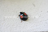 Ladybird (Harlequin) - Harmonia axyridis