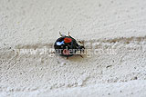 Ladybird (Harlequin) - Harmonia axyridis