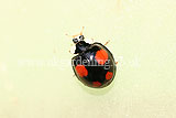 Ladybird (Harlequin) - Harmonia axyridis