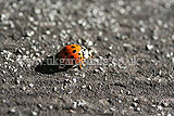 Ladybird (Harlequin) - Harmonia axyridis