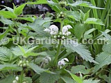 Lamium album (White Dead Nettle)