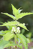 Lamium album (White Dead Nettle)