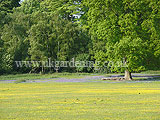 Landscape with bluebells