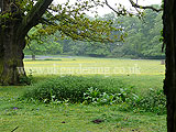 Landscape with bluebells