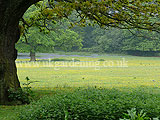 Landscape with bluebells