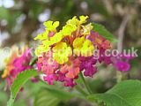 Lantana camara