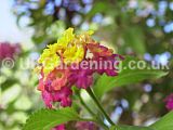 Lantana camara