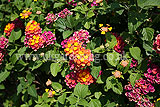 Lantana camara