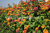 Lantana camara