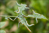 Large rose sawfly (Arge pagana) larva