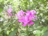 Lathyrus odoratus (Sweet pea)