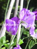 Lathyrus odoratus 'Fragrant skies' (Sweet pea)