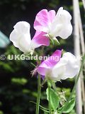 Lathyrus odoratus 'Melody' (Sweet pea)