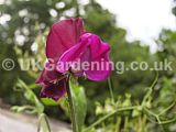 Lathyrus odoratus (Sweet pea)