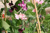 Lathyrus odoratus (Sweet pea)