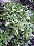 Aucuba japonica 'Crotonifolia' (Spotted laurel)