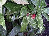 Aucuba japonica 'Crotonifolia' (Spotted laurel)