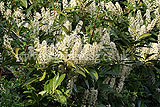 Laurus (laurel) in flower