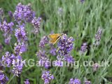 Lavandula angustifolia (Common or English lavender) with Large Skipper butterfly