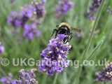 Lavandula angustifolia (Common or English lavender)