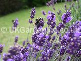 Lavandula angustifolia (Common or English lavender)