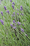 Lavandula angustifolia (Common or English lavender)