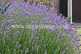 Lavandula angustifolia (Common or English lavender)