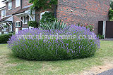 Lavandula angustifolia (Common or English lavender)
