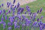 Lavandula angustifolia (Common or English lavender)